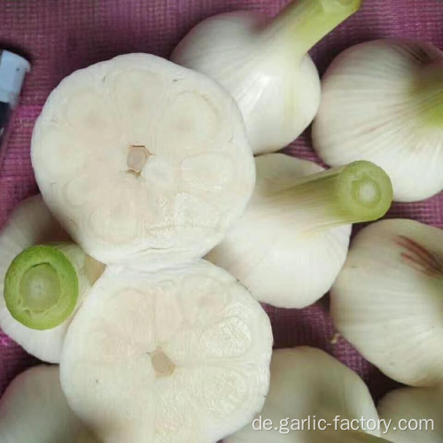 Knoblauch Großhandel Heiße Verkäufe